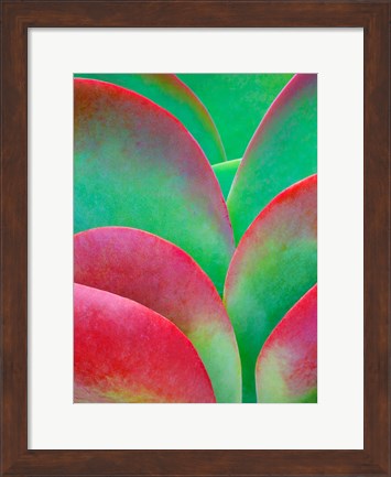 Framed Oregon, Kalanchoe Succulent Plant Close-Up Print