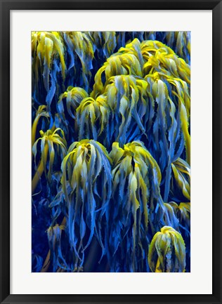 Framed Oregon, Bandon Abstract Photo Of Pacific Sea Kelp Print