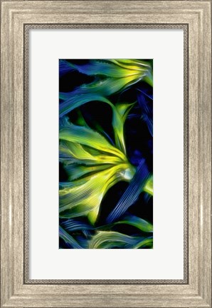 Framed Oregon, Cape Arago Abstract Photo Of Pacific Bull Kelp Print