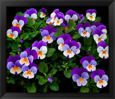 Framed Oregon, Coos Bay Purple Violas Print