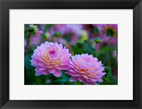 Framed Oregon, Shore Acres State Park Dahlias In Garden Print