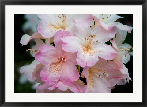 Framed Oregon, Shore Acres State Park Rhododendron Flowers Close-Up Print