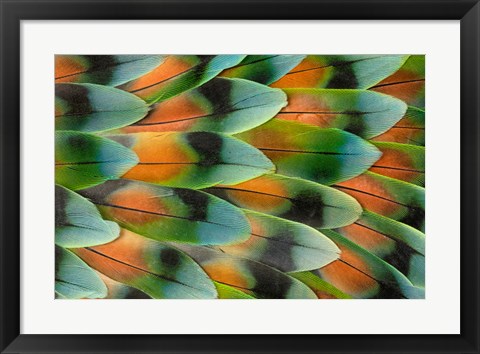 Framed Lovebird Tail Feather Pattern, Bandon, Oregon Print