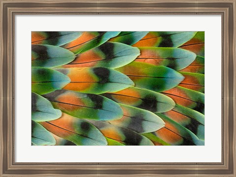 Framed Lovebird Tail Feather Pattern, Bandon, Oregon Print