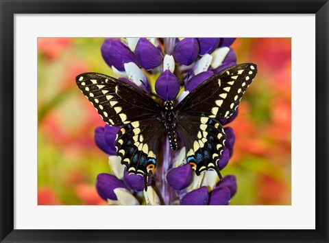 Framed Swallowtail Butterfly, Papilio Polyxenes On Lupine, Bandon, Oregon Print