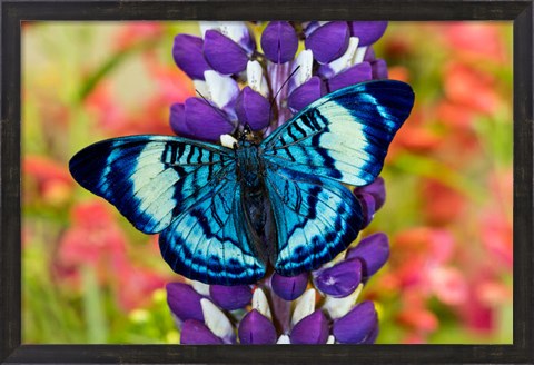 Framed Butterfly, Panacea Procilla On Lupine, Bandon, Oregon Print