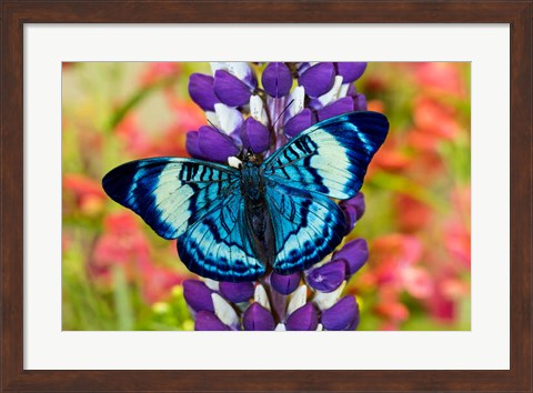 Framed Butterfly, Panacea Procilla On Lupine, Bandon, Oregon Print