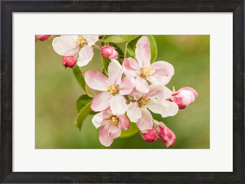 Framed Hood River, Oregon, Apple Blossoms In The Nearby Fruit Loop Area Print