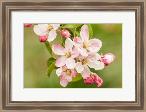 Framed Hood River, Oregon, Apple Blossoms In The Nearby Fruit Loop Area Print