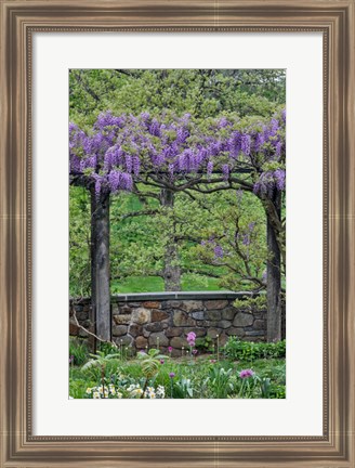 Framed Wisteria In Full Bloom On Trellis Chanticleer Garden, Pennsylvania Print