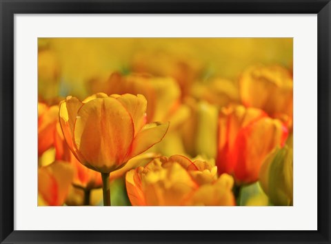 Framed Tulip Garden, Longwood Gardens, Pennsylvania Print