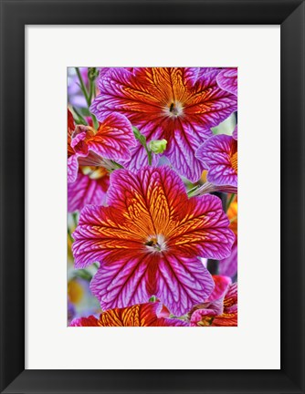 Framed Painted Tongue In Longwood Gardens Conservatory, Pennsylvania Print