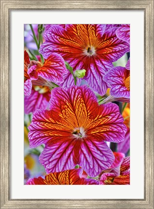 Framed Painted Tongue In Longwood Gardens Conservatory, Pennsylvania Print