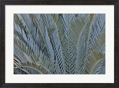 Framed Palm Leaves In Silver Plant Display, Longwood Gardens, Pennsylvania Print