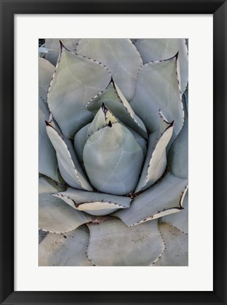 Framed Silver Toned Succulent, Longwood Gardens Conservatory, Pennsylvania Print