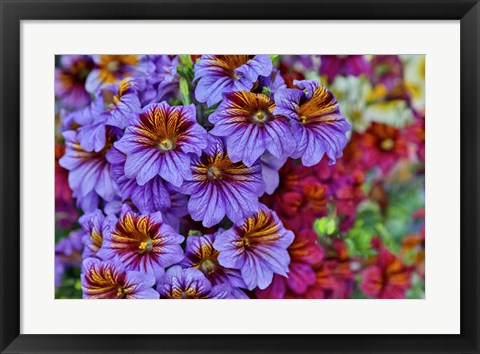 Framed Painted Tongue In Longwood Gardens Conservatory, Pennsylvania Print