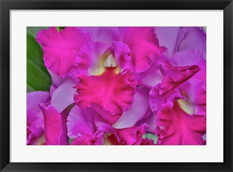 Framed Orchids In Longwood Gardens Pennsylvania Print