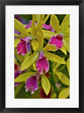 Framed Orchids In Longwood Gardens Conservatory, Pennsylvania Print