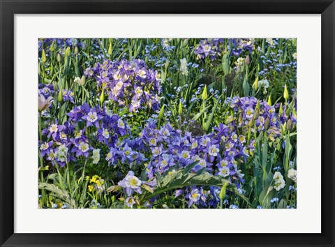 Framed Blooming Columbine, Longwood Gardens, Pennsylvania Print