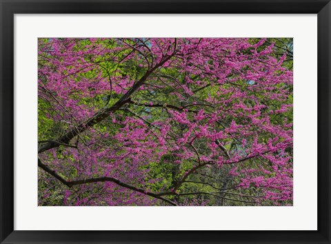 Framed Redbud Tree In Full Bloom, Longwood Gardens, Pennsylvania Print