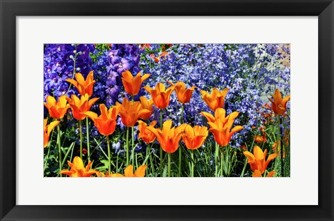 Framed Tulip Garden, Pennsylvania Print