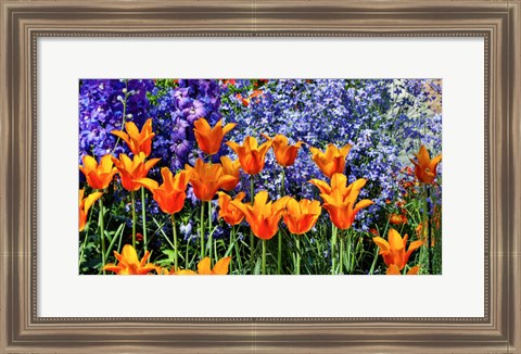 Framed Tulip Garden, Pennsylvania Print