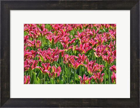 Framed Tulip Garden, Longwood Gardens, Pennsylvania Print