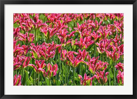 Framed Tulip Garden, Longwood Gardens, Pennsylvania Print