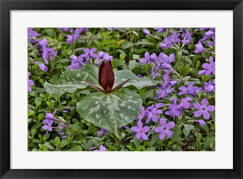 Framed Red Trillium And Blue Phlox Chanticleer Garden, Pennsylvania Print