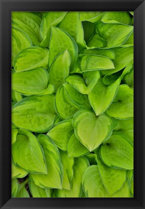 Framed Lime Green Hosta, Chanticleer Garden, Wayne, Pennsylvania Print