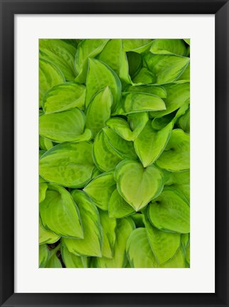 Framed Lime Green Hosta, Chanticleer Garden, Wayne, Pennsylvania Print