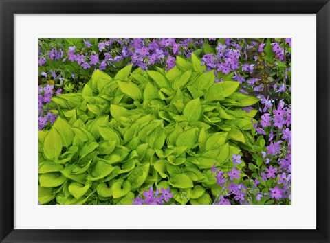 Framed Spring Colors, Chanticleer Garden, Pennsylvania 2 Print