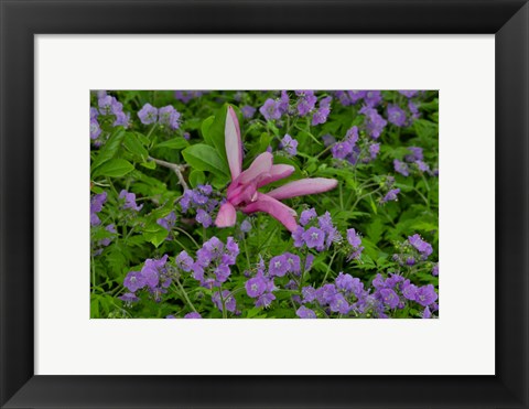 Framed Springtime, Chanticleer Garden, Pennsylvania Print