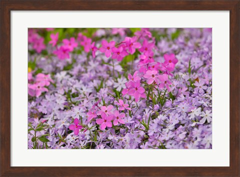 Framed Low Growing Phlox, Chanticleer Garden, Pennsylvania Print