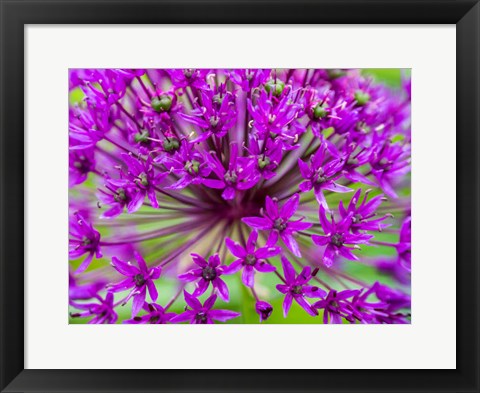 Framed Close-Up Of Flowering Bulbous Perennial Purple Allium Flowers Print