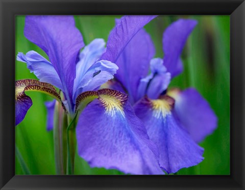 Framed Close-Up Of Purple Iris Flowers Blooming Outdoors Print