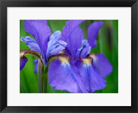 Framed Close-Up Of Purple Iris Flowers Blooming Outdoors Print