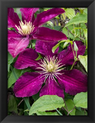 Framed Climbing Fuchsia Clematis In A Garden Print