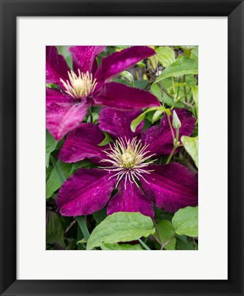 Framed Climbing Fuchsia Clematis In A Garden Print