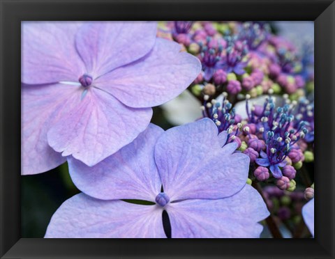 Framed Close-Up Of A Purple Lacecap Hydrangea Print