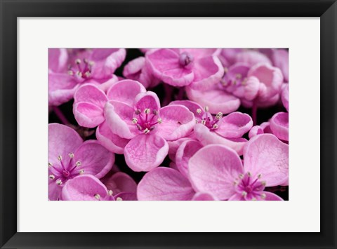 Framed Close-Up Of A Hydrangea Macrophylla &#39;Ayesha&#39;, Lilac Pink Print