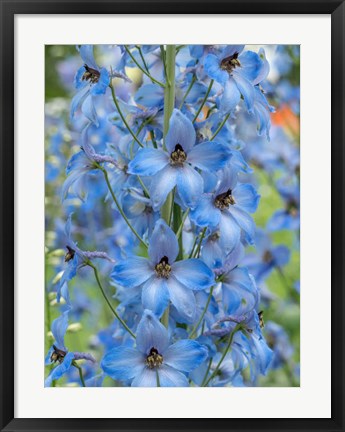 Framed Close-Up Of A Blue Delphinium Print