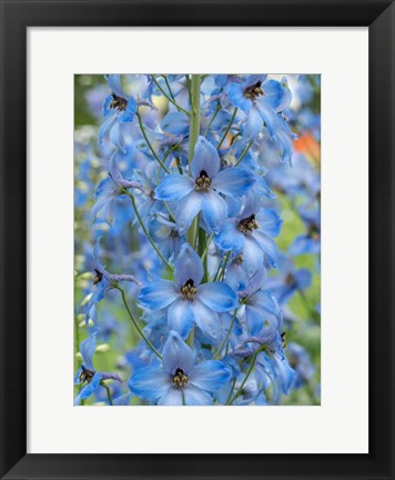 Framed Close-Up Of A Blue Delphinium Print