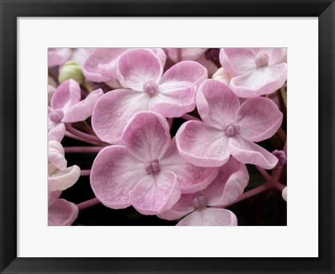 Framed Close-Up Of A Hydrangea Macrophylla &#39;Ayesha&#39;, Lilac Pink Print