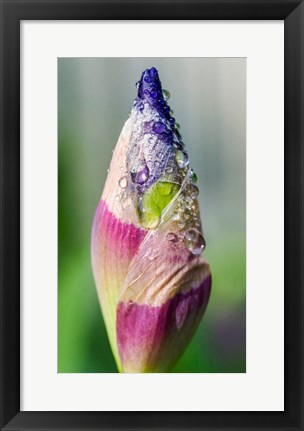 Framed Dewdrops On An Iris Bud Print