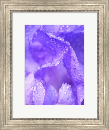 Framed Close-Up Of Dewdrops On A Purple Iris 1 Print