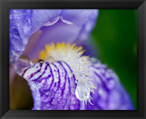 Framed Close-Up Of Dewdrops On A Purple Iris 2 Print