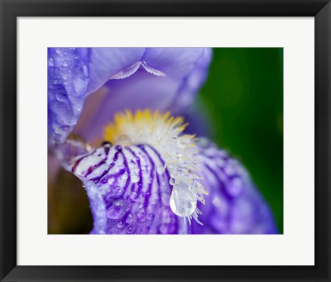 Framed Close-Up Of Dewdrops On A Purple Iris 2 Print