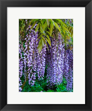 Framed Purple Wisteria Blossoms Hanging From A Trellis Print