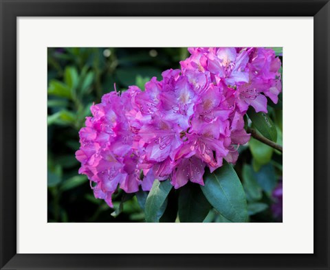 Framed Large Pink Rhododendron Blossoms In A Garden Print